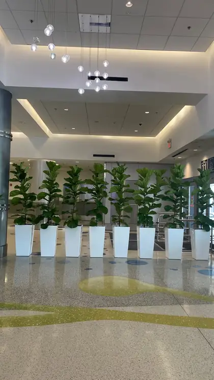 Tall planted greenery lining a modern Miami office lobby